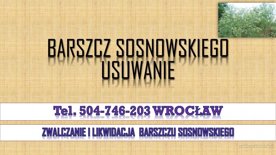 4_likwidacja_barszcz_sosnowskiego_cennik_wroclaw.jpg