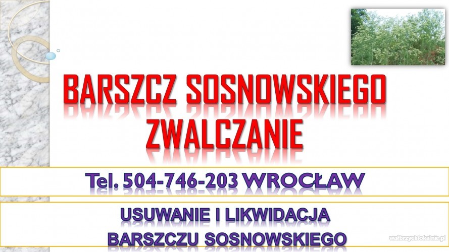 3_zwalczanie_barszczu_sosnowskiego_cena_wroclaw1.jpg